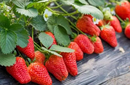 草莓