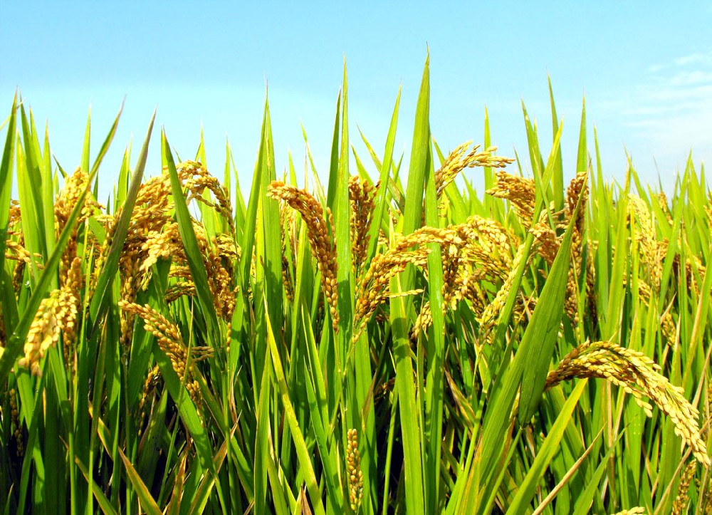 水稻